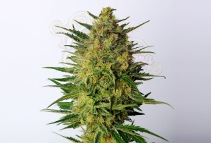 Kannabia Seed - Super AK