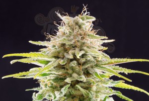 Kannabia Seed - Super OG Kush