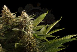 Kannabia Seed - Colombian Jack