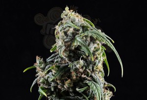 Kannabia Seed - Kannabia CBDV Auto