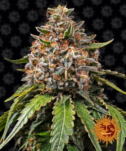 Barney's Farm - White Widow XXL