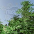 FEMALE SEEDS - Outdoor Grapefruit