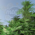 FEMALE SEEDS - Outdoor Grapefruit