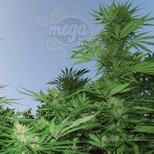 FEMALE SEEDS - Outdoor Grapefruit