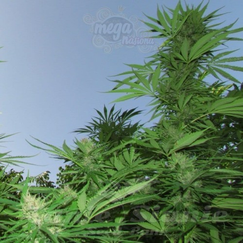 FEMALE SEEDS - Outdoor Grapefruit