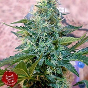 FRENCH TOUCH SEEDS - Sativa des Rois