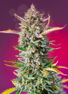Sweet Seeds - Gorilla Sherbet F1 Fast Version