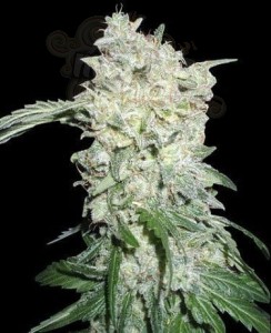 WORLD OF SEEDS - Afghan Kush Special 3szt WYPRZEDAŻ