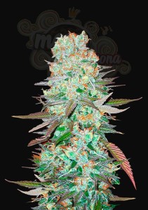 FastBuds - G14 Auto