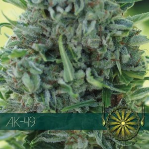 Vision Seeds - Ak-49