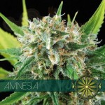 Vision Seeds - Amnesia