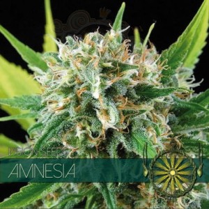 Vision Seeds - Amnesia