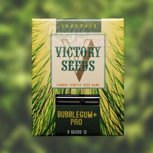 Victory Seeds - Bubblegum+ Pro