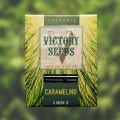Victory Seeds - Caramelino