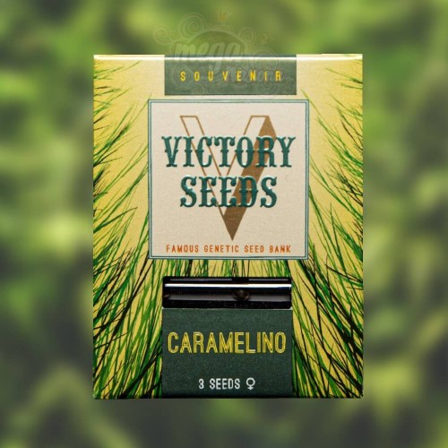 Victory Seeds - Caramelino