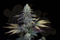 DINAFEM - Dinamed CBD