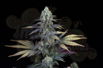 DINAFEM - Dinamed CBD