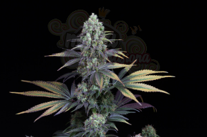 DINAFEM - Dinamed CBD