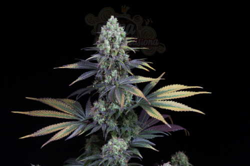 DINAFEM - Dinamed CBD