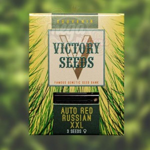 Victory Seeds - Auto Red Russian XXL