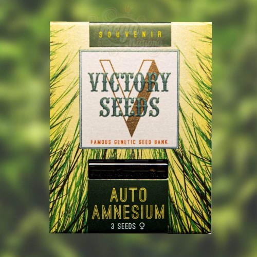 Victory Seeds - Auto Amnesium