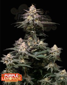FastBuds - Purple Lemonade FF Fast Flowering