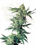 SENSI SEEDS - Northern Lights