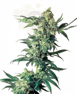 SENSI SEEDS - Northern Lights