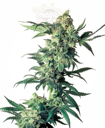 SENSI SEEDS - Northern Lights