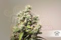 DUTCH PASSION - CBD Auto Charlotte’s Angel®