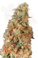 DUTCH PASSION - Power Plant®