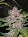 FASTBUDS - Blackberry Auto