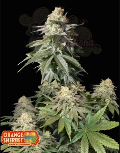 FastBuds - Orange Sherbet FF Fast Flowering