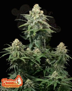 FastBuds - Wedding Cheesecake FF Fast Flowering