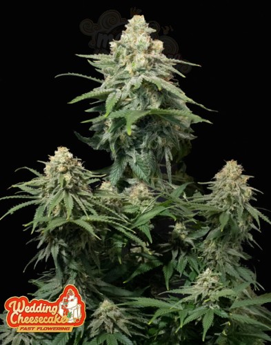 FastBuds - Wedding Cheesecake FF Fast Flowering
