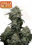 FastBuds - Gorilla Cookies FF Fast Flowering