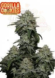 FastBuds - Gorilla Cookies FF Fast Flowering