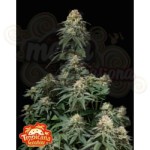 FastBuds - Tropicana Cookies FF Fast Flowering