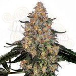 BARNEY’S FARM -  Bubba Kush