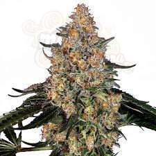BARNEY’S FARM -  Bubba Kush
