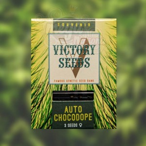 Victory Seeds - Auto Chocodope