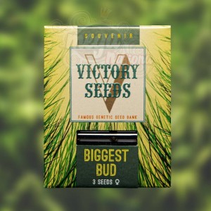 Victory Seeds - Biggest Bud