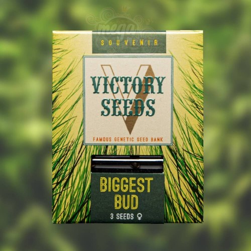 Victory Seeds - Biggest Bud