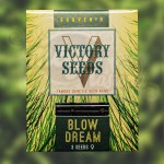 Victory Seeds - Blow Dream