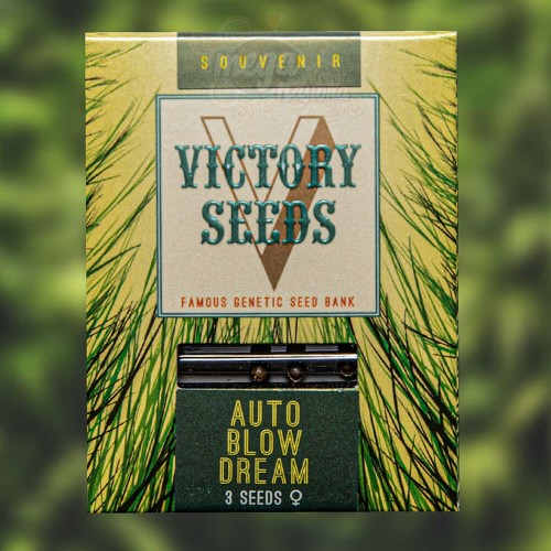 Victory Seeds - Auto Blow Dream