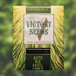 Victory Seeds - Auto Big Angel