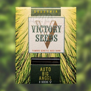 Victory Seeds - Auto Big Angel