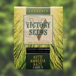 Victory Seeds - Auto Amnesia Haze