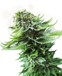 SENSI SEEDS - Northern Lights Automatic