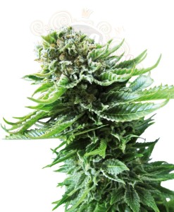 SENSI SEEDS - Northern Lights Automatic